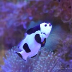 Amphiprion Ocellaris