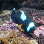 Amphiprion polymnus