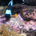 Amphiprion polymnus