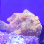 Antennarius pictus jaune