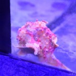 Antennarius pictus