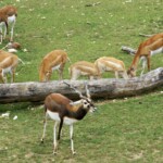 Antilope cervicapra
Antilope cervicapre