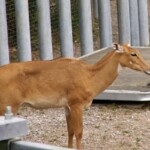 Boselaphus tragocamelus
Antilope niglaut femelle