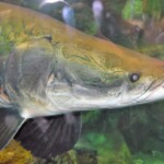 Arapaima gigas