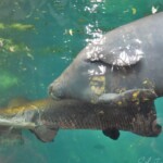 Arapaima gigas