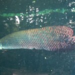 Arapaima gigas