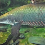 Arapaima gigas