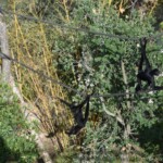 Ateles fusciceps