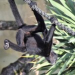 Ateles fusciceps
