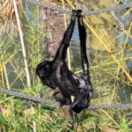 Ateles fusciceps