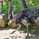 Autruche d'Afrique Stuthio camelus