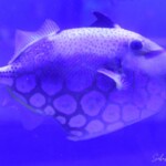 Balistoides conspicillum