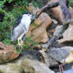 Bihoreau gris
Nycticorax nycticorax