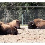 Bison des plaines