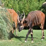 Tragelaphus eurycerus isaaci Mountain bongo