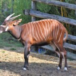 Tragelaphus eurycerus isaaci Mountain bongo