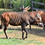 Tragelaphus eurycerus isaaci Mountain bongo