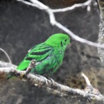 Chlorochrysa phoenicotis "Calliste étincelant "