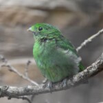 Chlorochrysa phoenicotis "Calliste étincelant"