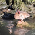 Canard amazonette
Amazonetta brasiliensis