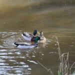 Anas platyrhynchos • Canard malard Canard colvert