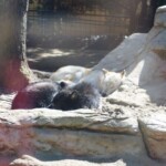 Canis lupus