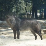 Canis lupus