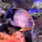 Centropyge Eibli