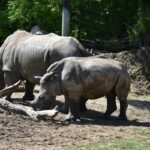 Rhinocéros blanc