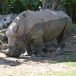 Rhinocéros blanc