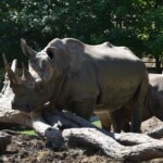 Rhinocéros blanc