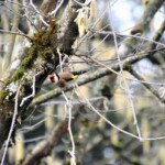 Carduelis carduelis Chardonneret élégant