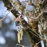 Carduelis carduelis Chardonneret élégant