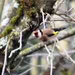 Carduelis carduelis Chardonneret élégant