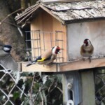 Carduelis carduelis Chardonneret élégant