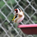 Carduelis carduelis Chardonneret élégant