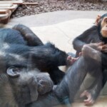 Pan Chimpanzés