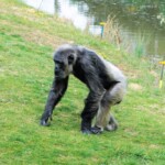 Pan Chimpanzés