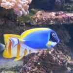 Acanthurus leucosternon