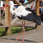 La Cigogne blanche (Ciconia ciconia)