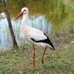 Cigogne blanche
Ciconia ciconia