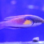 Cirrhilabrus lyukyuensis
