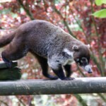 Nasua narica Coati à nez blanc
