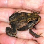 Crapaud commun