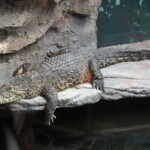 Crocodile