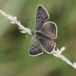 Cuivré fuligineux "LYCAENA TITYRUS"