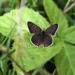 Cuivré fuligineux "LYCAENA TITYRUS"