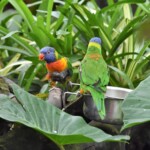 Loriquet arc-en-ciel "Loriinae"