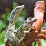 Varanus prasinus