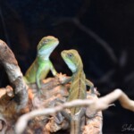 Physignathus cocincinus